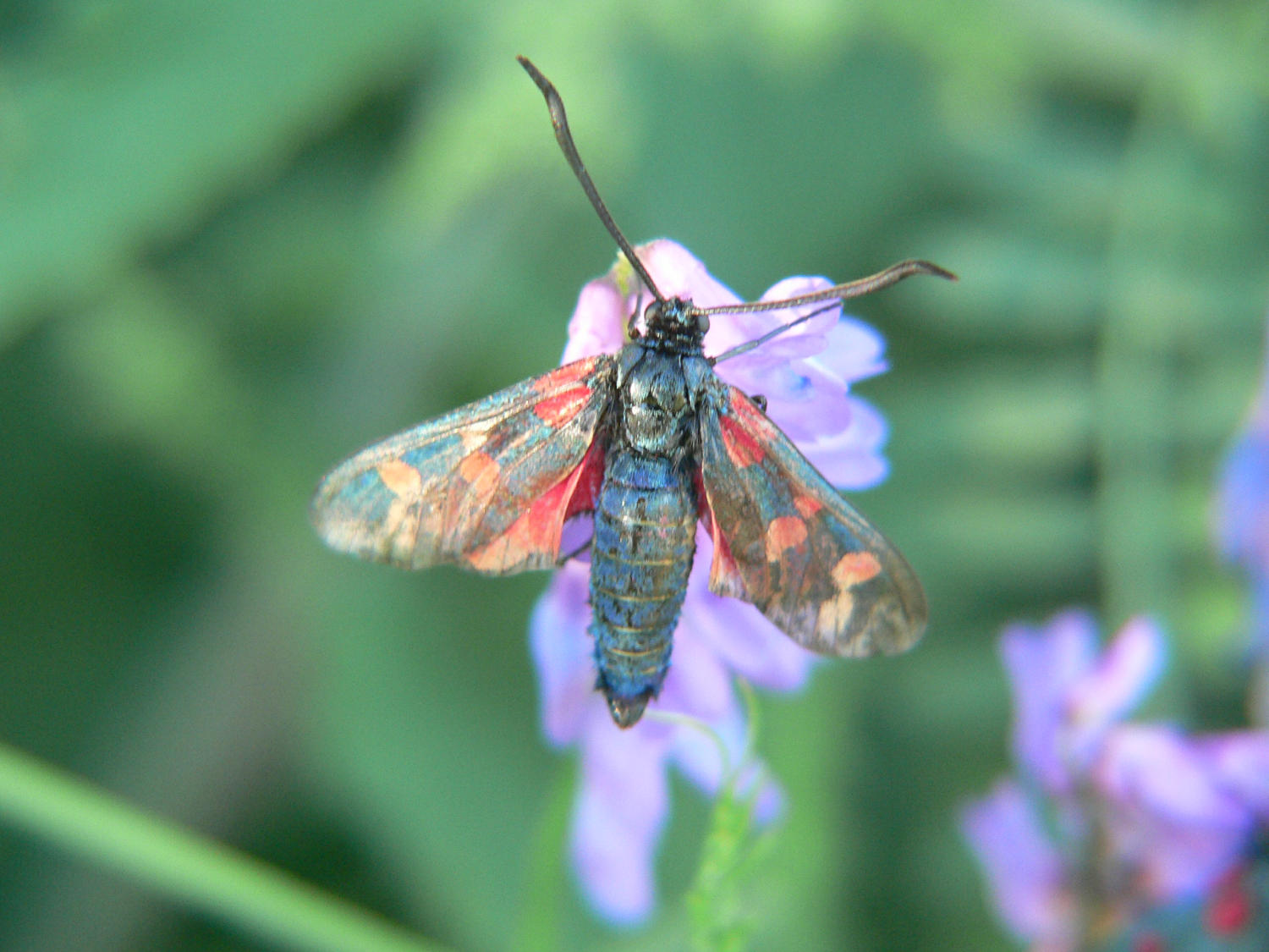 Zygaena transalpina ? - No, Zygaena filipendulae