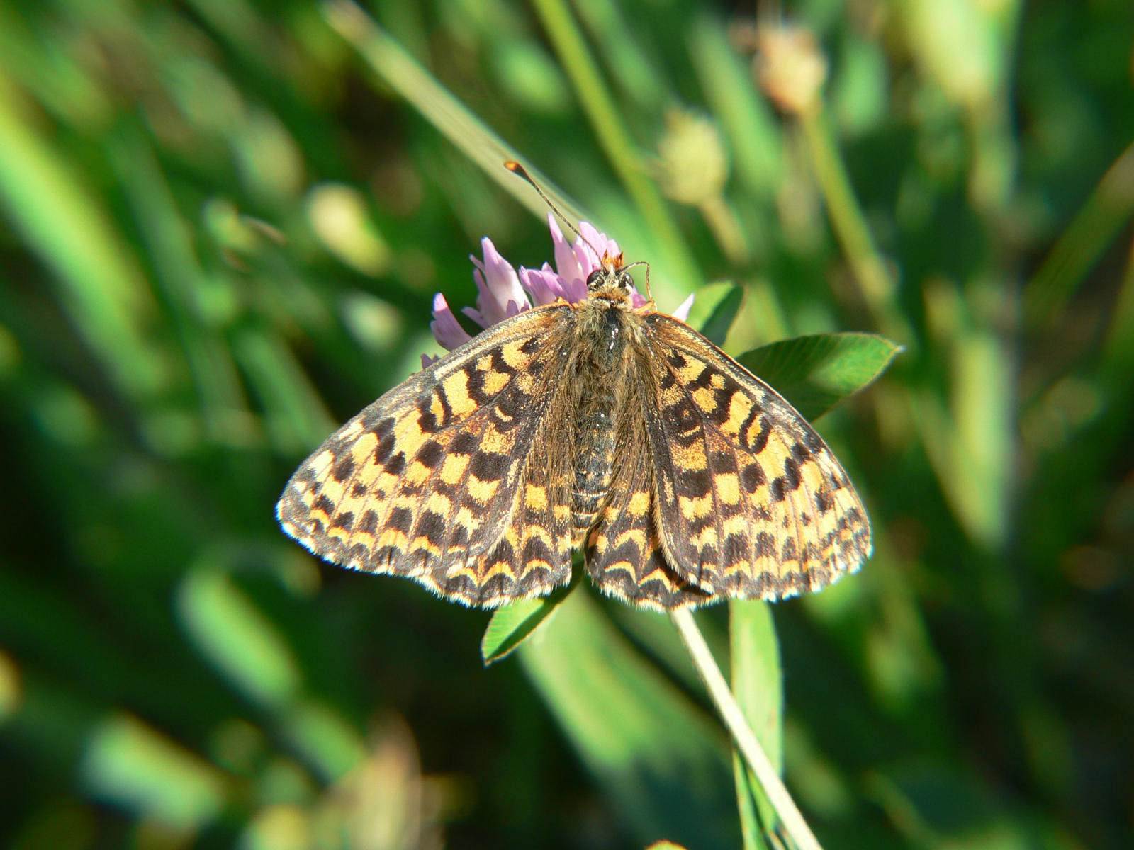 Melitaea didyma