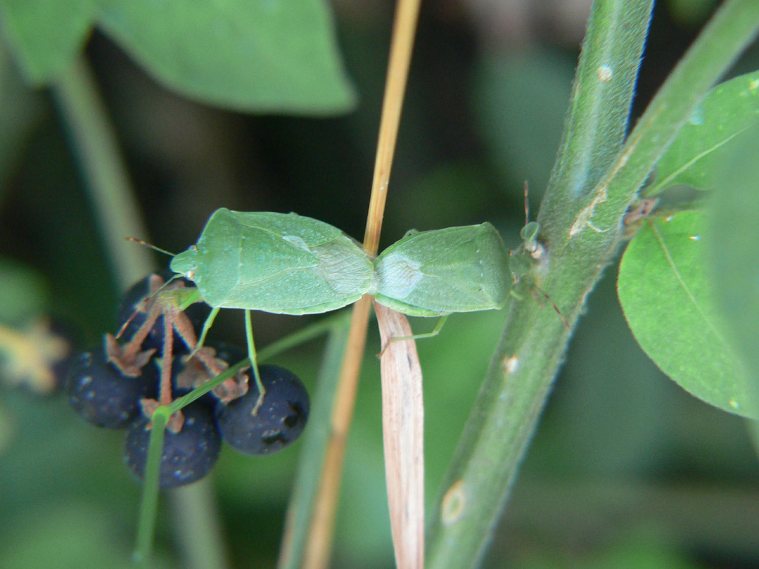 Nezara viridula - accoppiamento