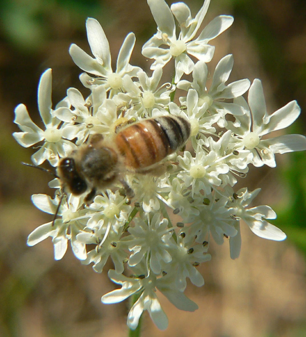 Apis mellifera (Apidae)..