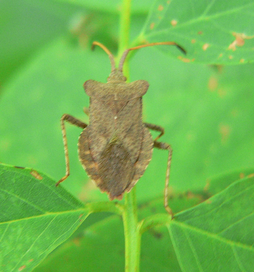 Coreus marginatus ?