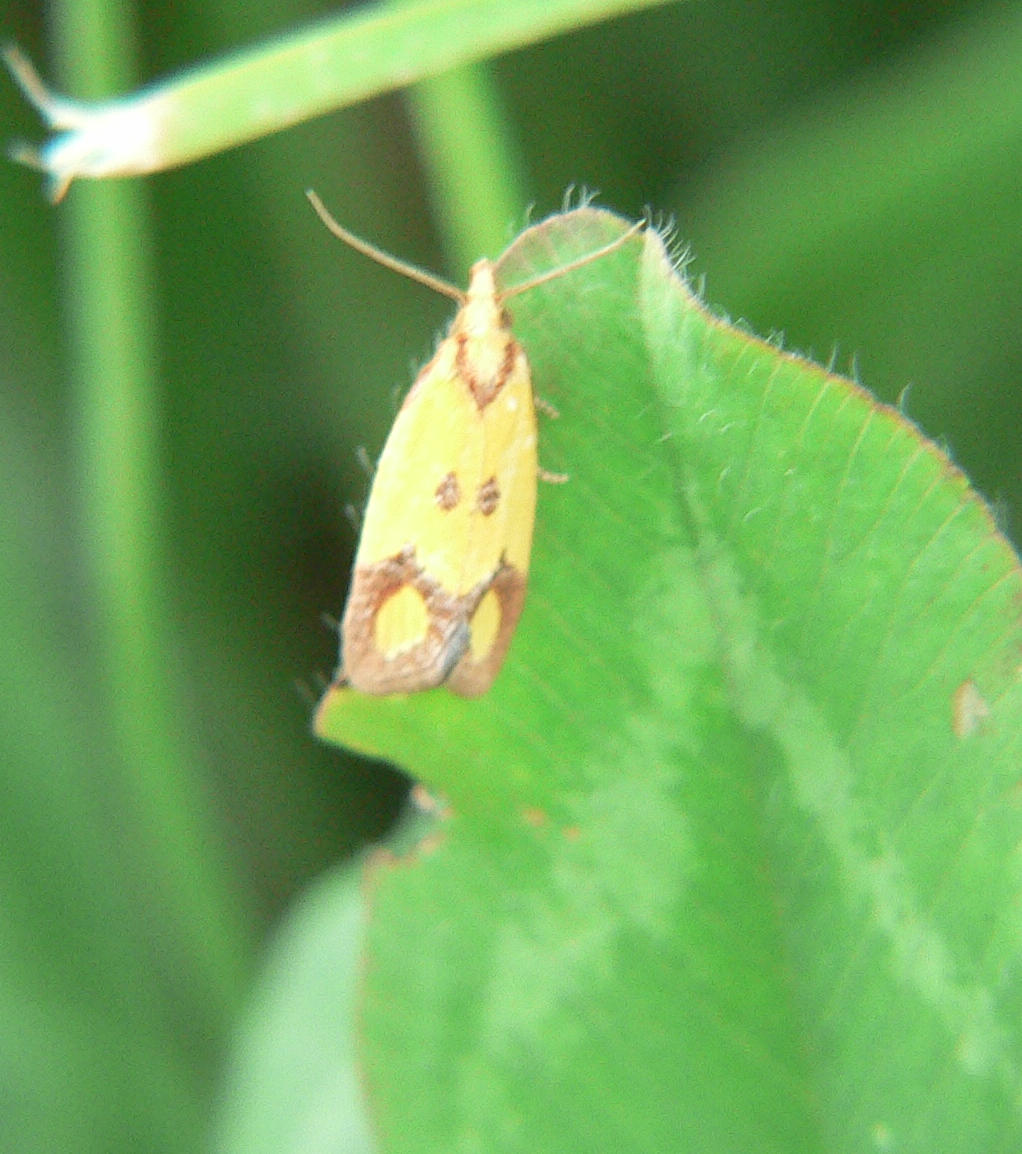 Agapeta zoegana