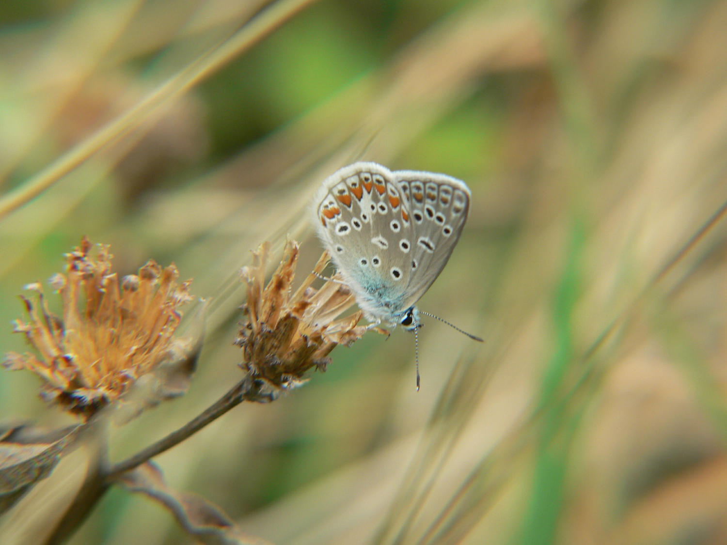 Lycaenidae