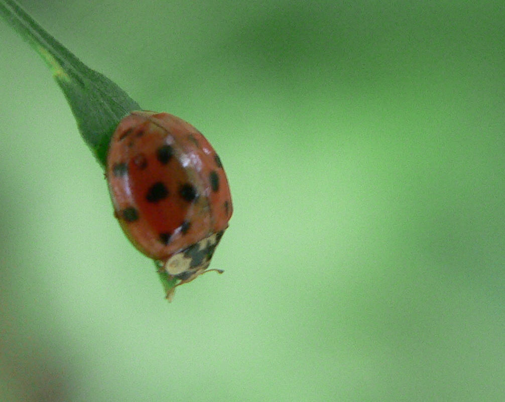 Harmonia axyridis al Lago di Como