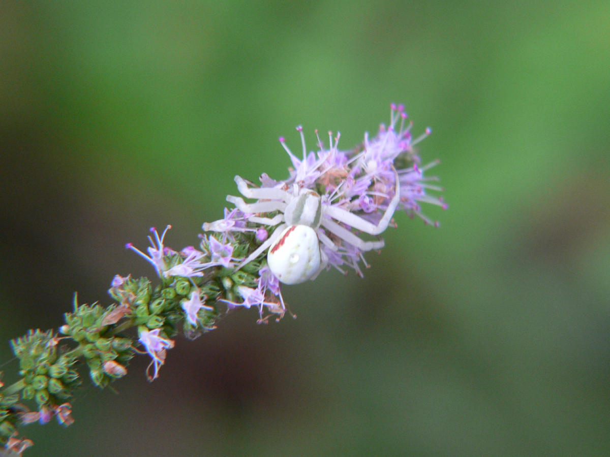 Misumena vatia