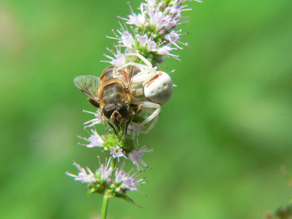 Misumena vatia