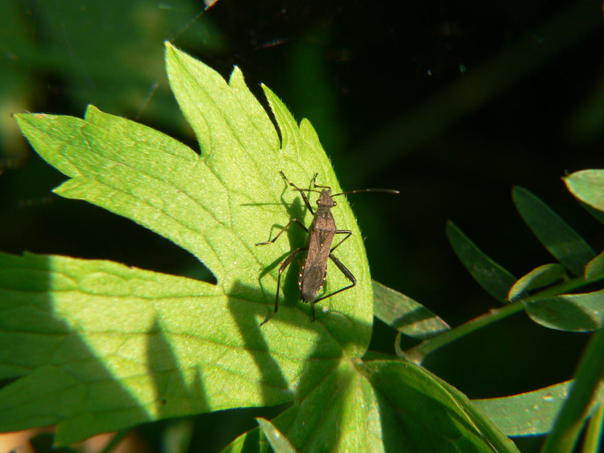 Alydus calcaratus sul Lario occidentale