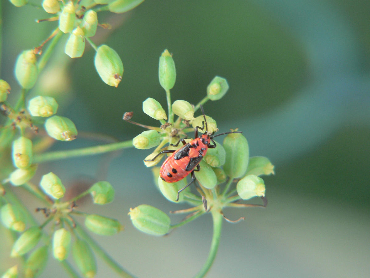 Lygaeus equestrtis - larva e adulto