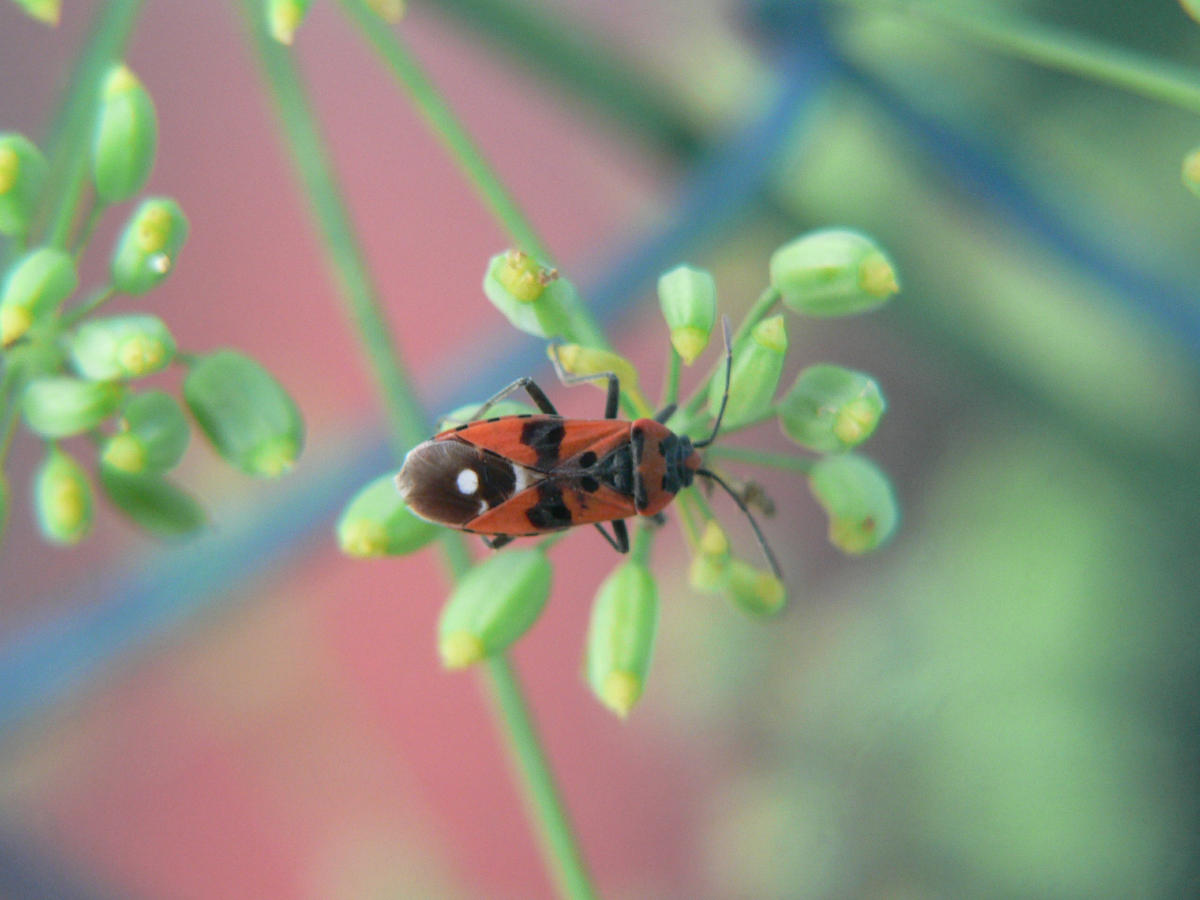 Lygaeus equestrtis - larva e adulto