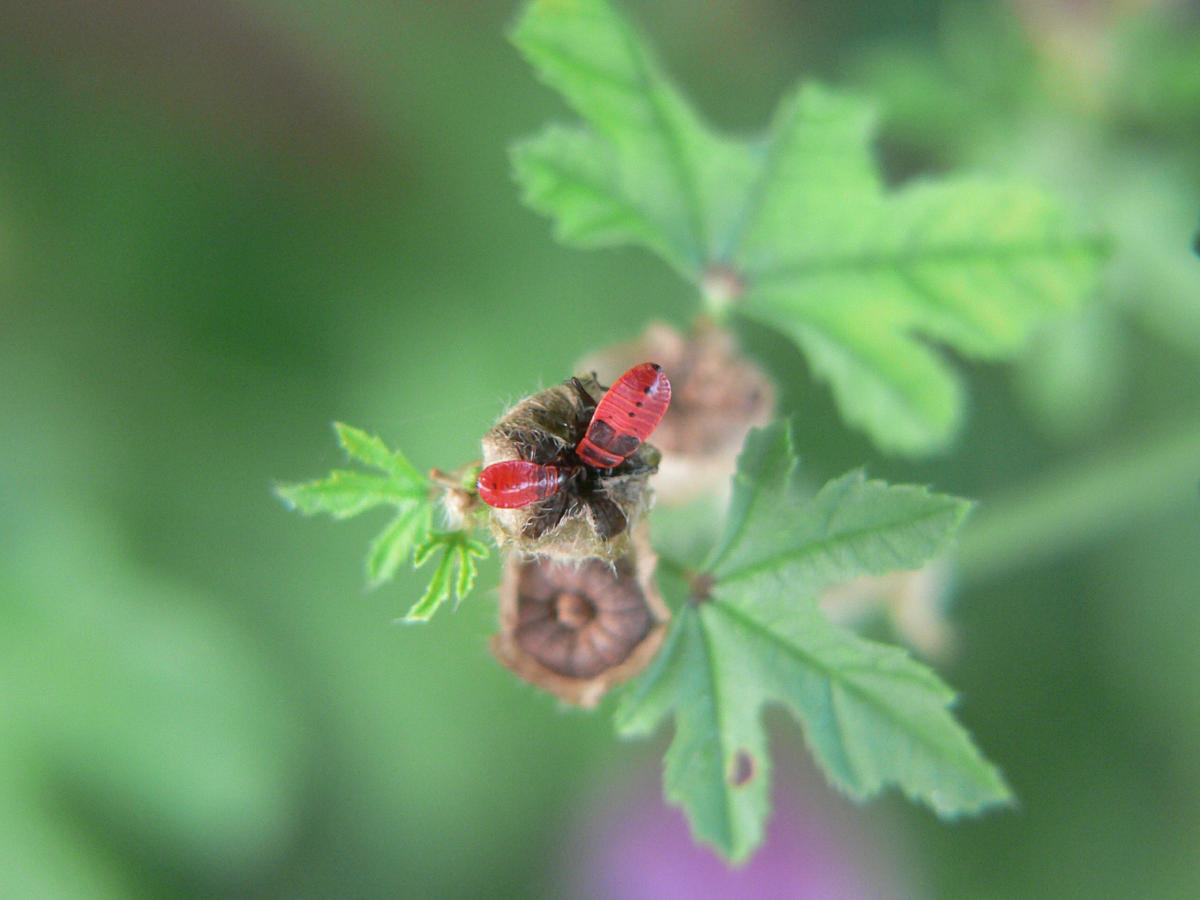 Pyrrhocoris apterus - larve e adulto