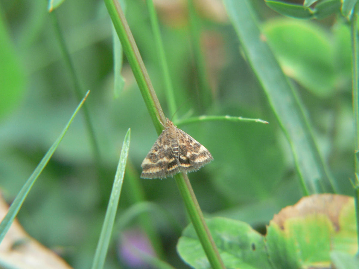 Pyrausta despicata