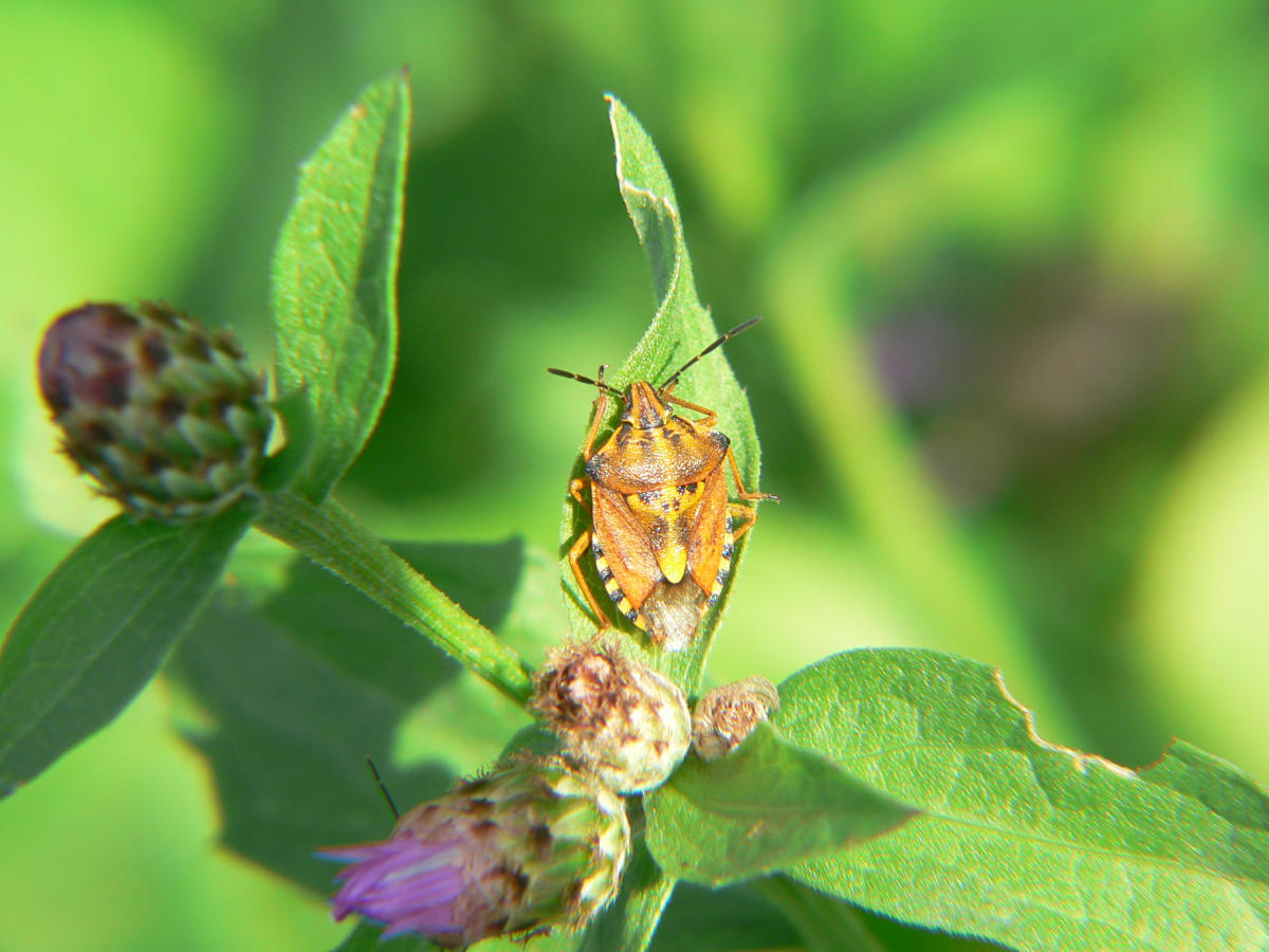 Carpocoris purpureipennis