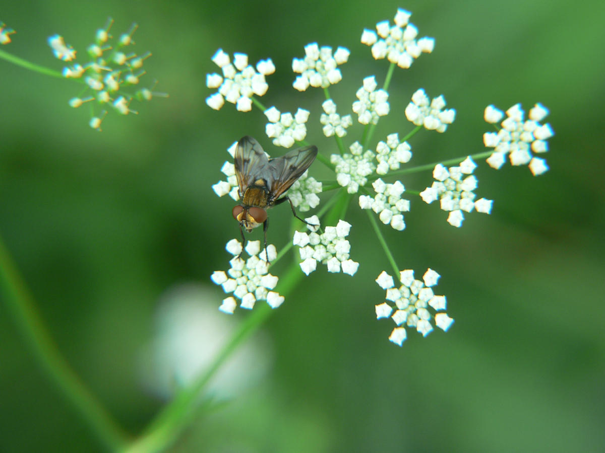 Ectophasia sp. (Tachinidae)