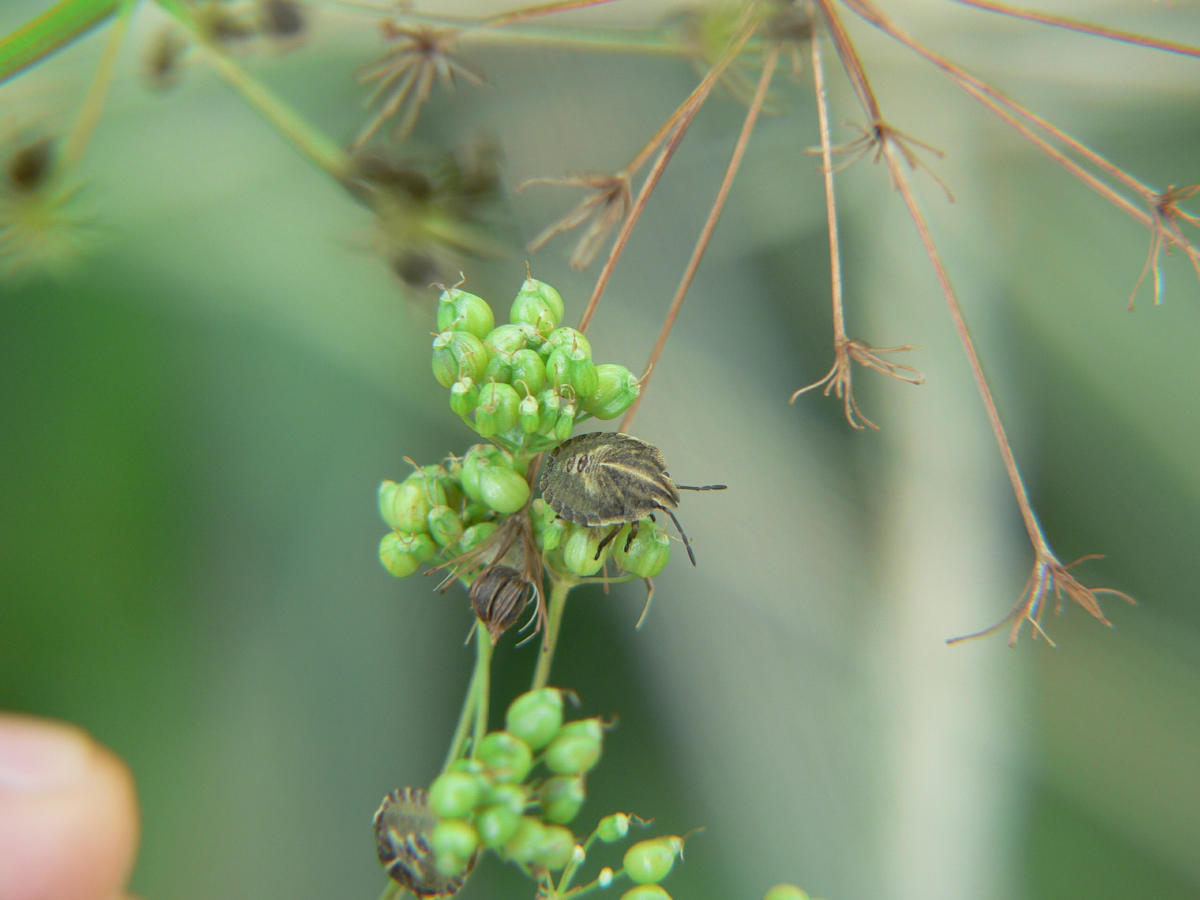 Graphosoma italicum - da neanide a adulto