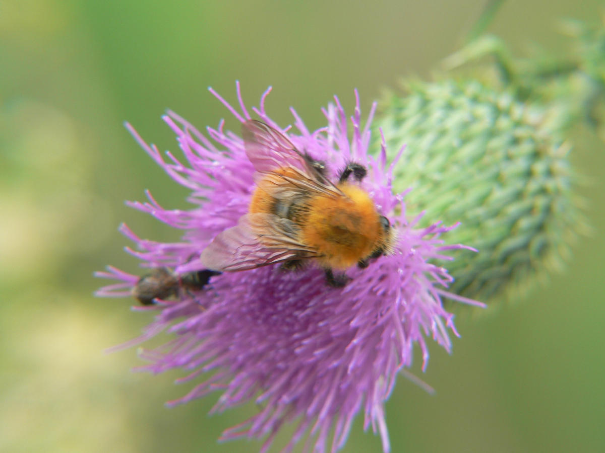 Bombus cf. pascuorum (Apidae)