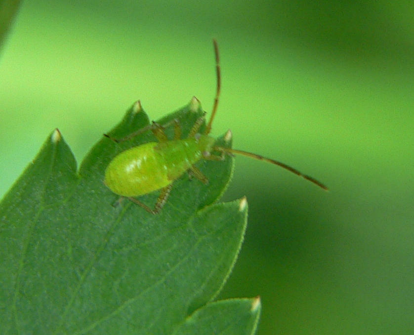 larva di Miridae ?