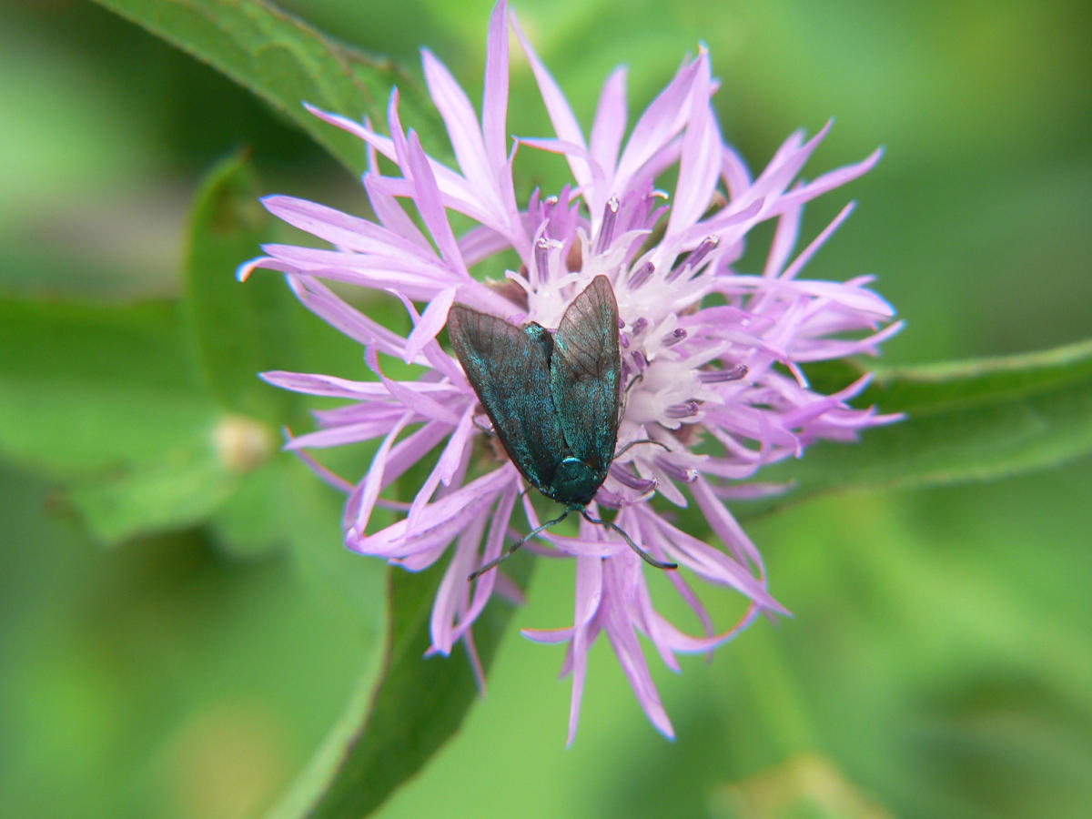 Lepidoptera da identificare - 2