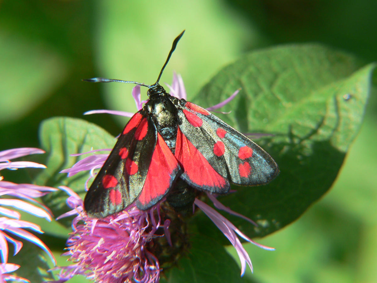 Zygaena filipendulae ?