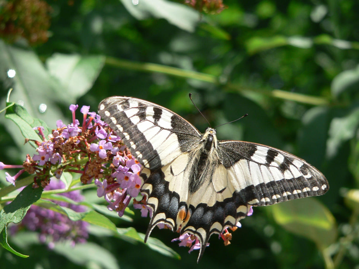 Papilio machaon