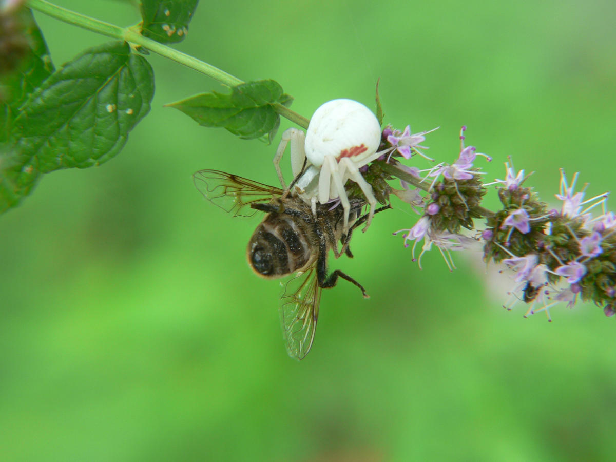 Misumena vatia