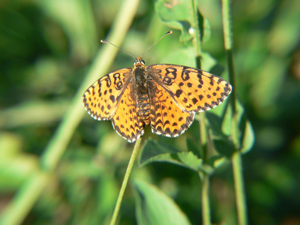 Melitaea didyma