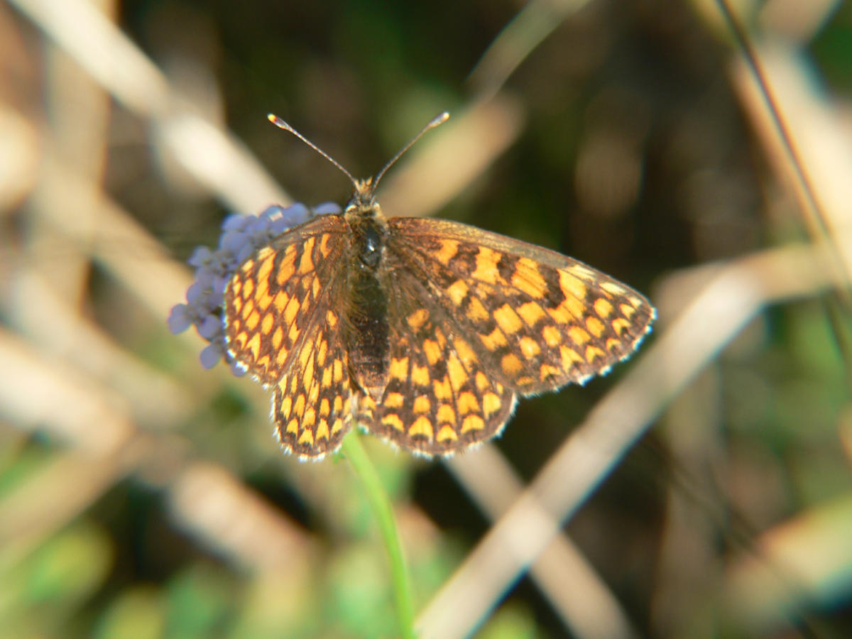 Melitaea athalia