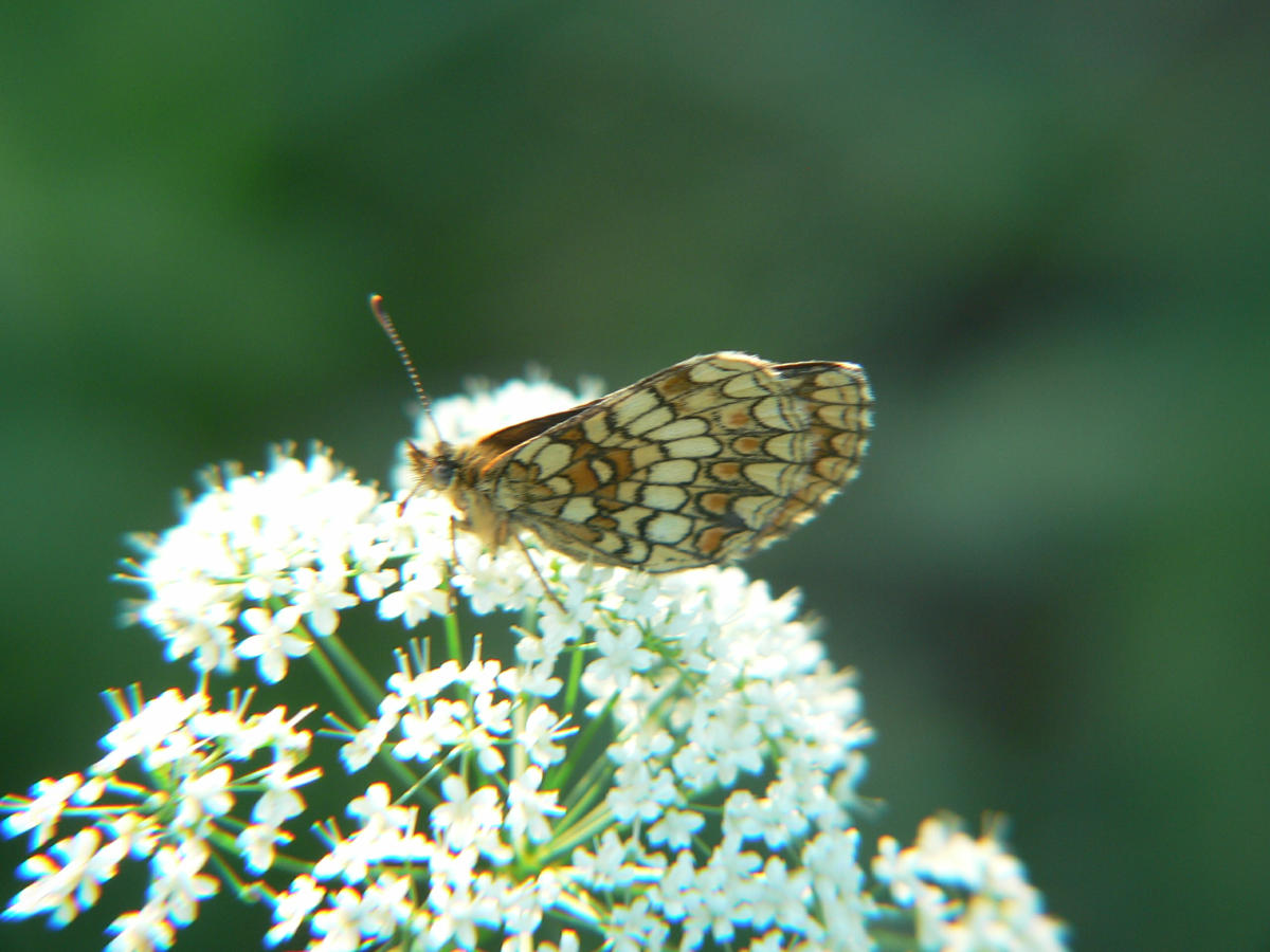 Melitaea athalia