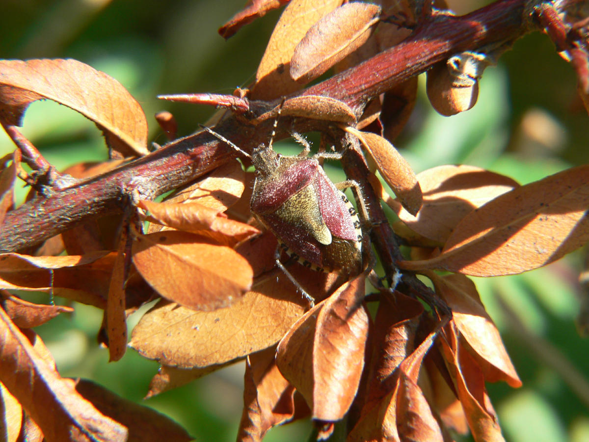 Dolycoris baccarum