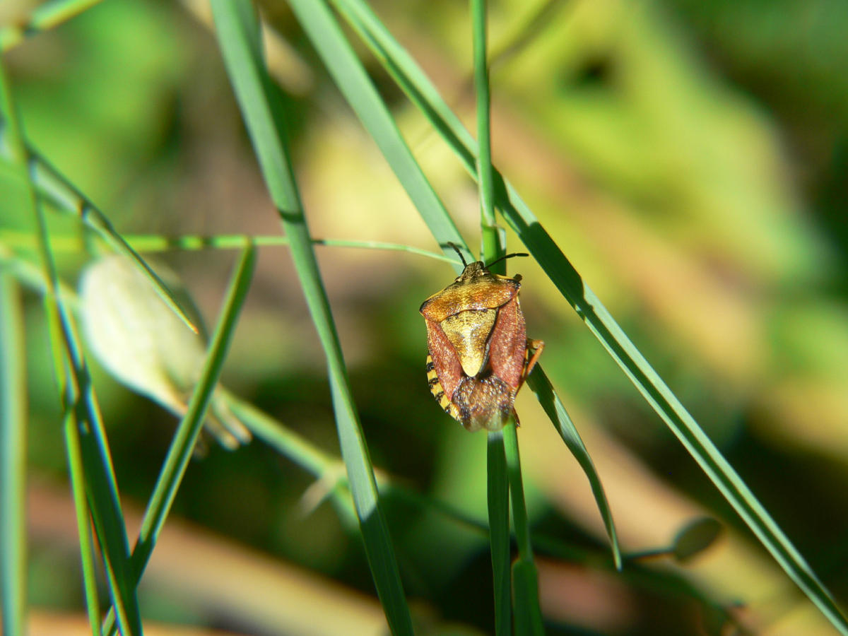 Carpocoris purpureipennis