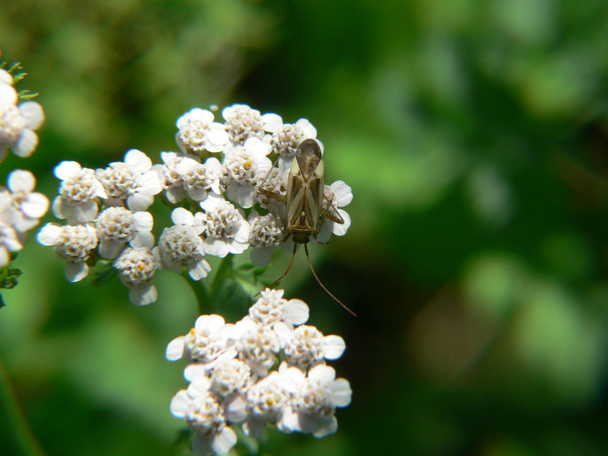 Adelphocoris lineolatus f. binotata ?