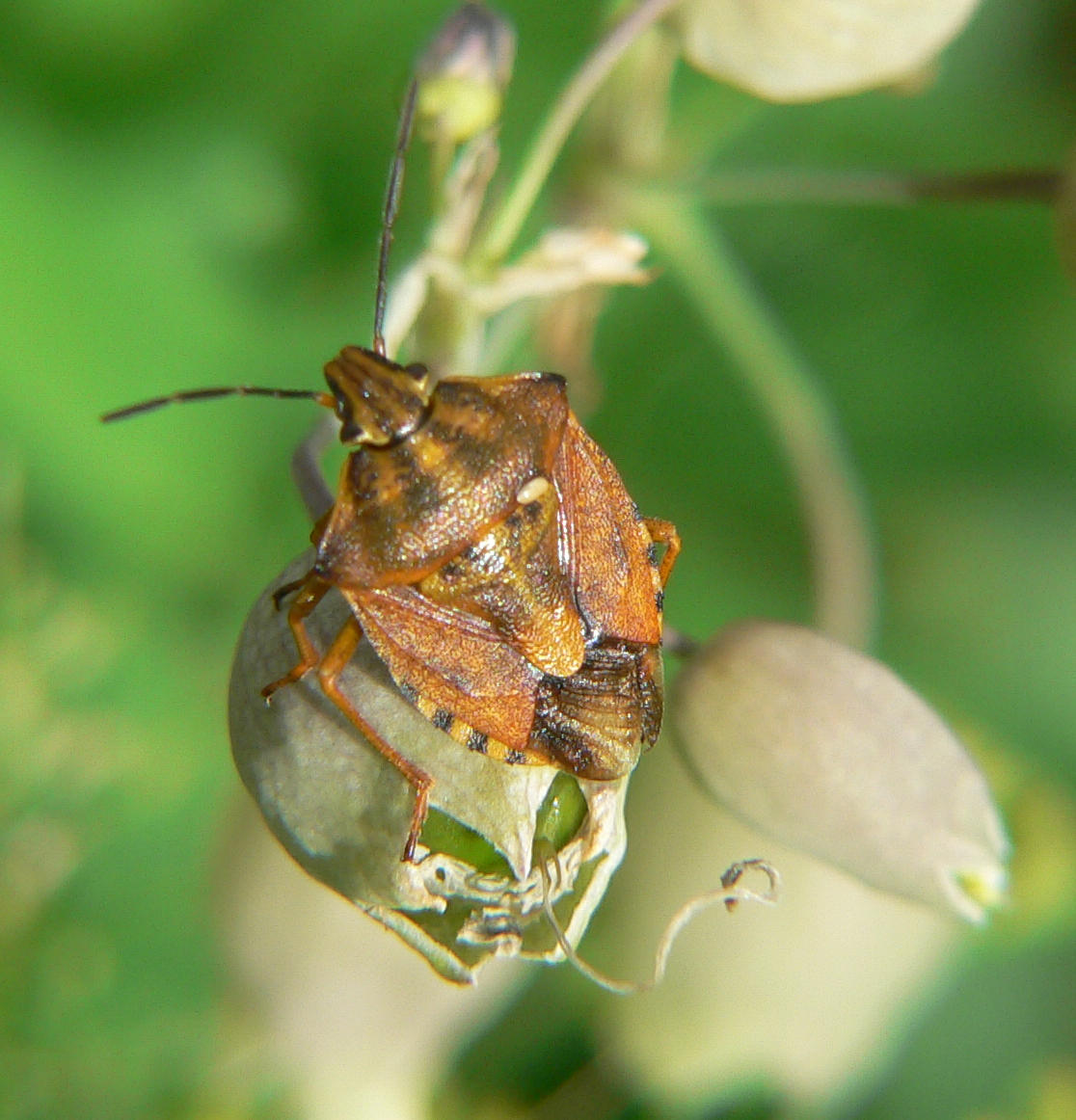 Carpocoris purpureipennis