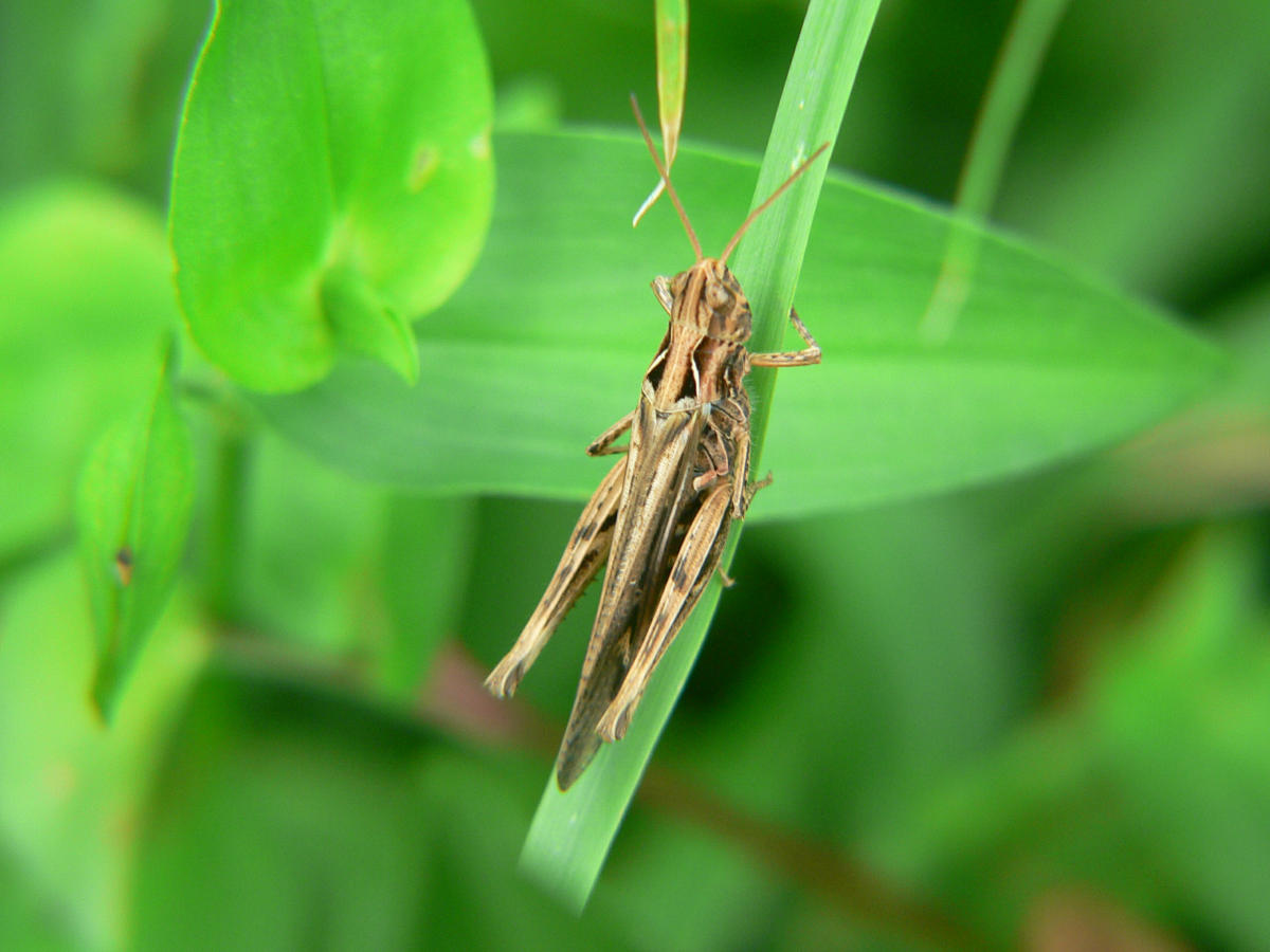 Chorthippus (Glyptobothrus) sp.