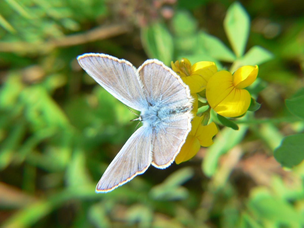 Lycaenidae da identificare