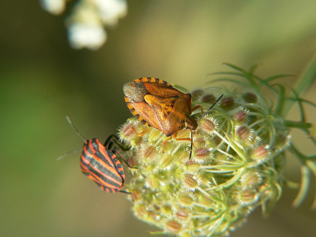 Il condominio dei Pentatomidae