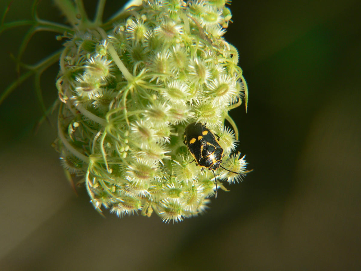 Il condominio dei Pentatomidae