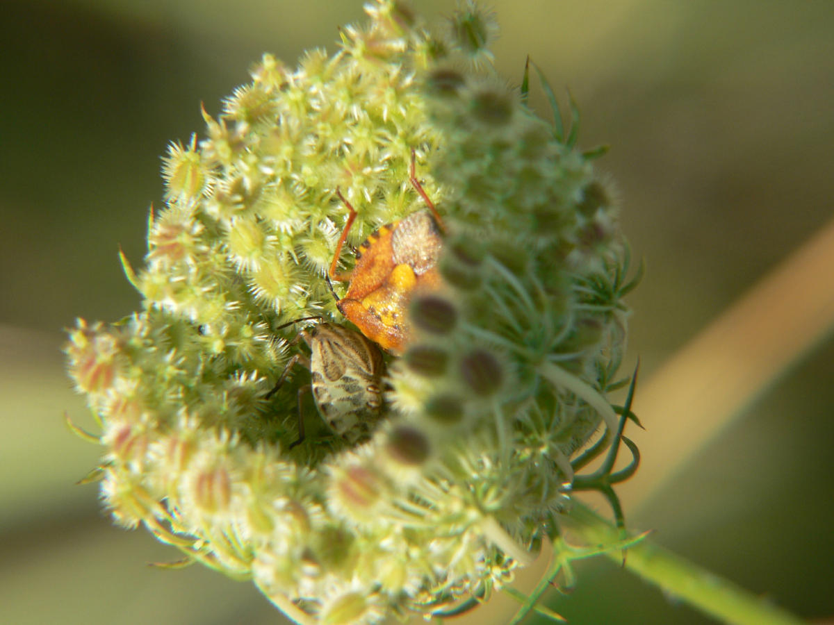 Il condominio dei Pentatomidae