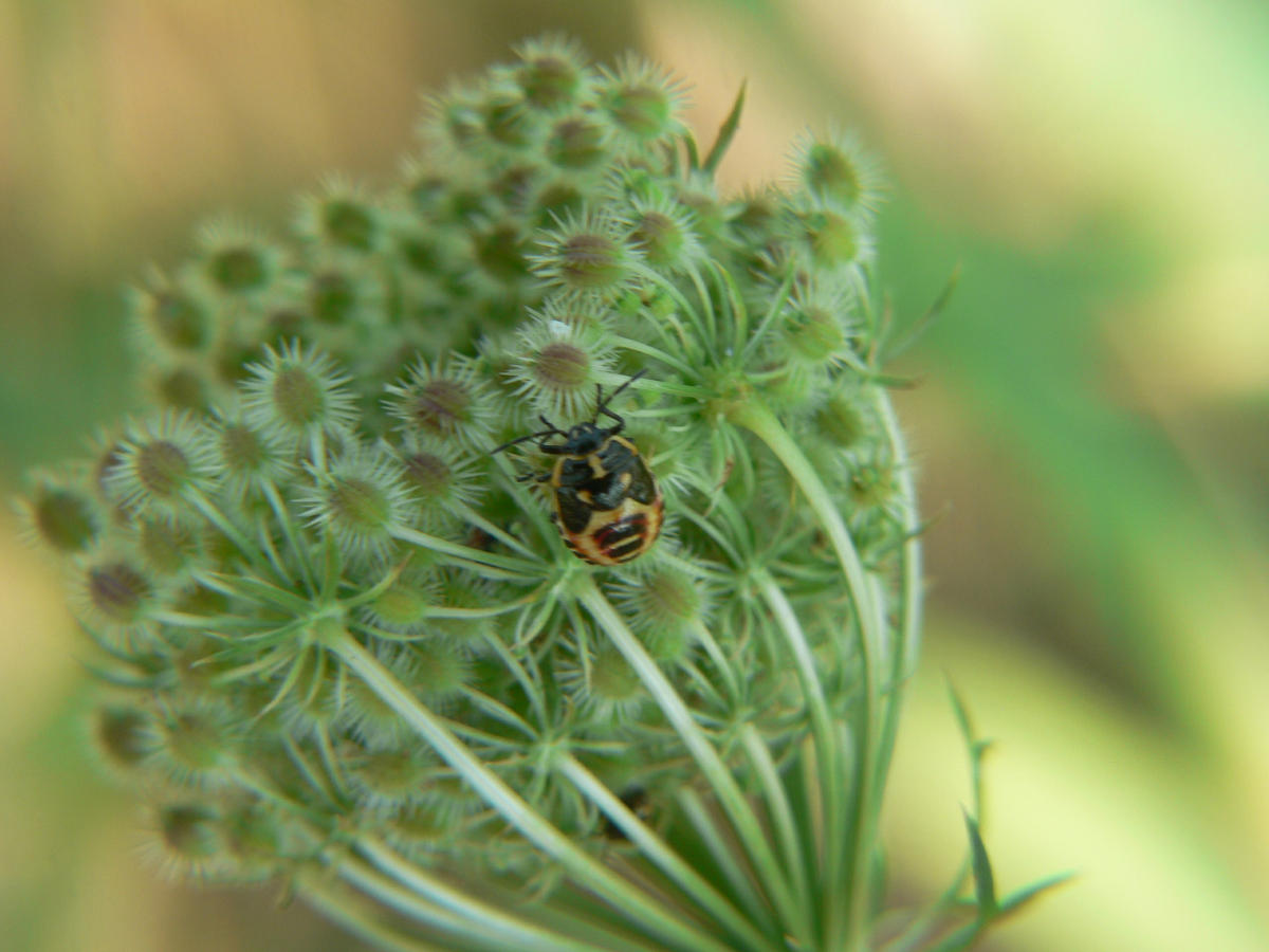 Il condominio dei Pentatomidae