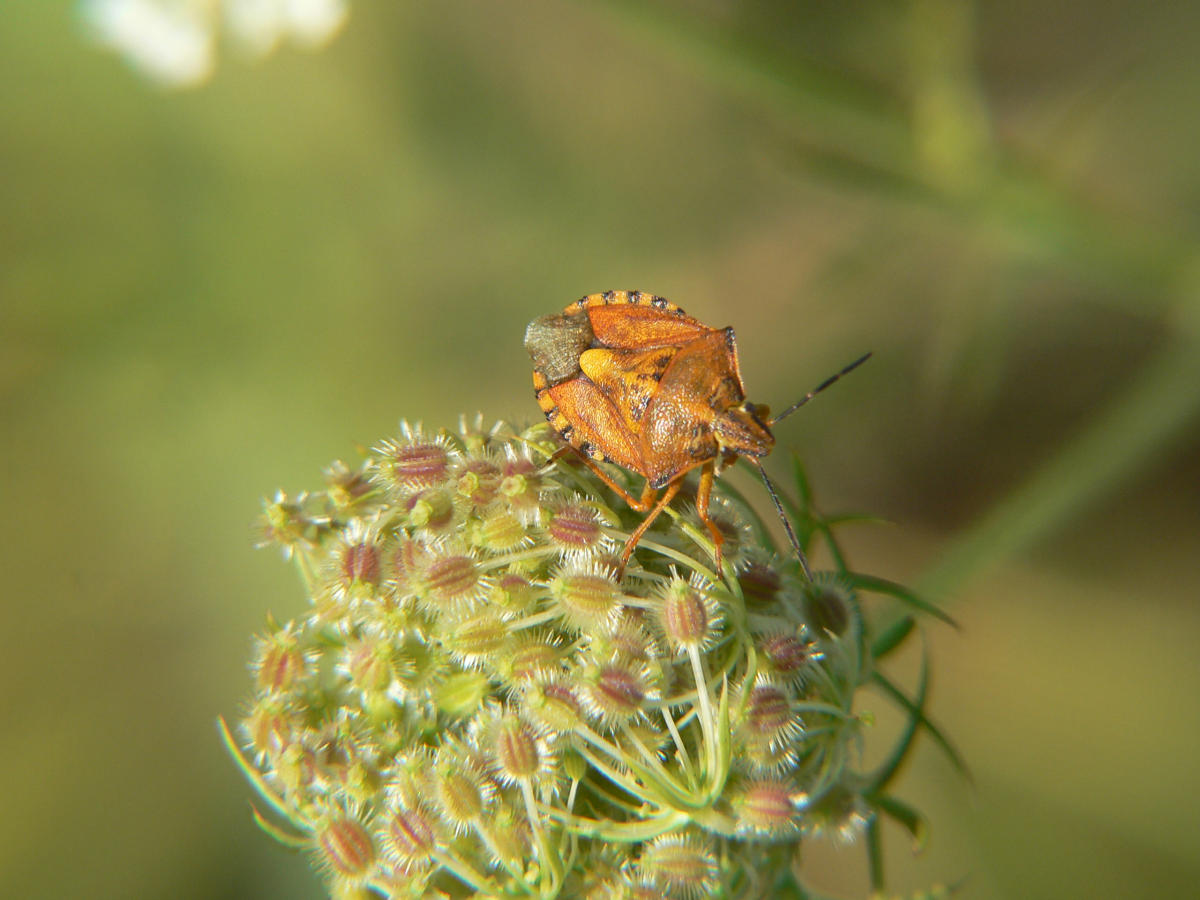 Il condominio dei Pentatomidae