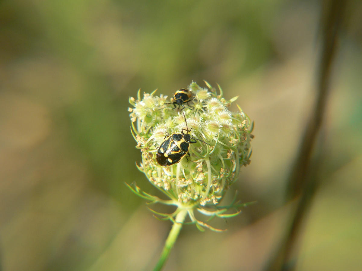 Il condominio dei Pentatomidae