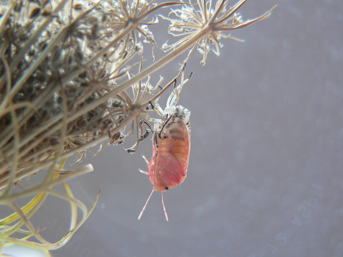 Graphosoma italicum - da neanide a adulto