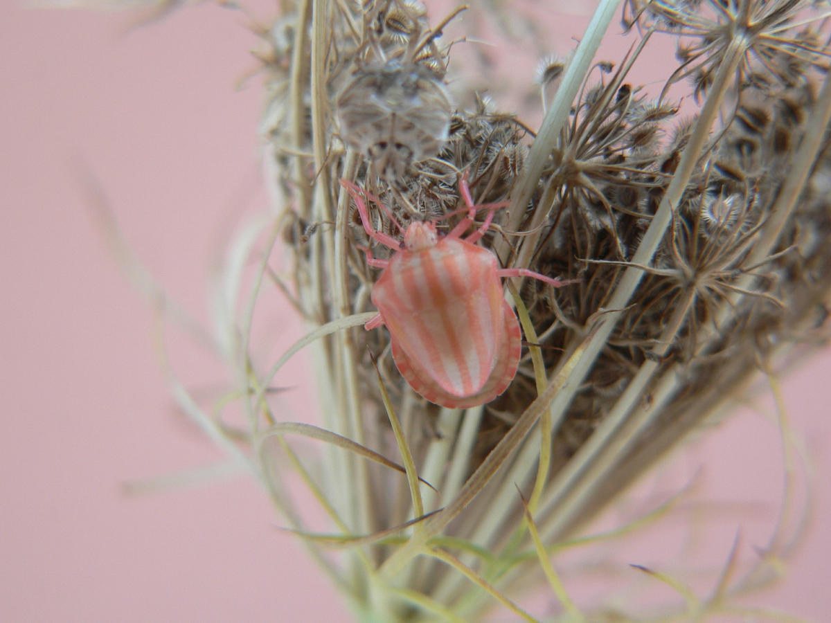 Graphosoma italicum - da neanide a adulto