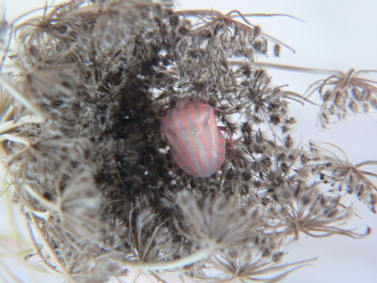 Graphosoma italicum - da neanide a adulto