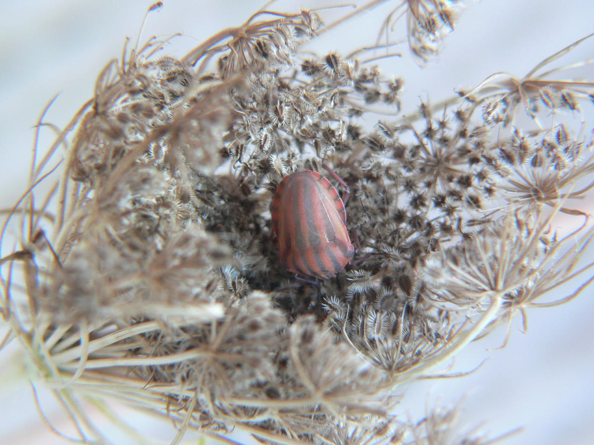 Graphosoma italicum - da neanide a adulto