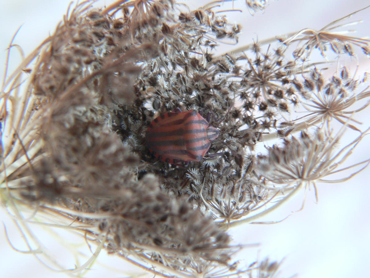 Graphosoma italicum - da neanide a adulto