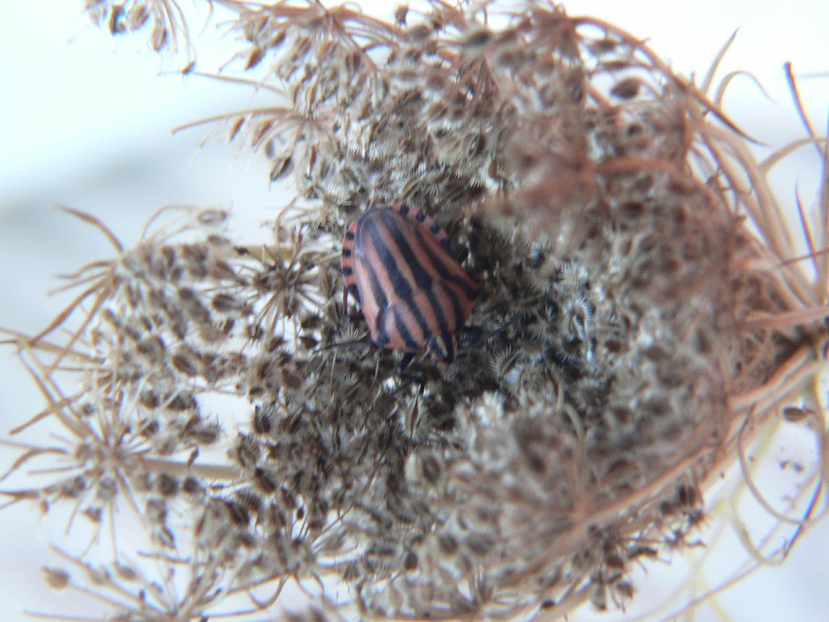 Graphosoma italicum - da neanide a adulto