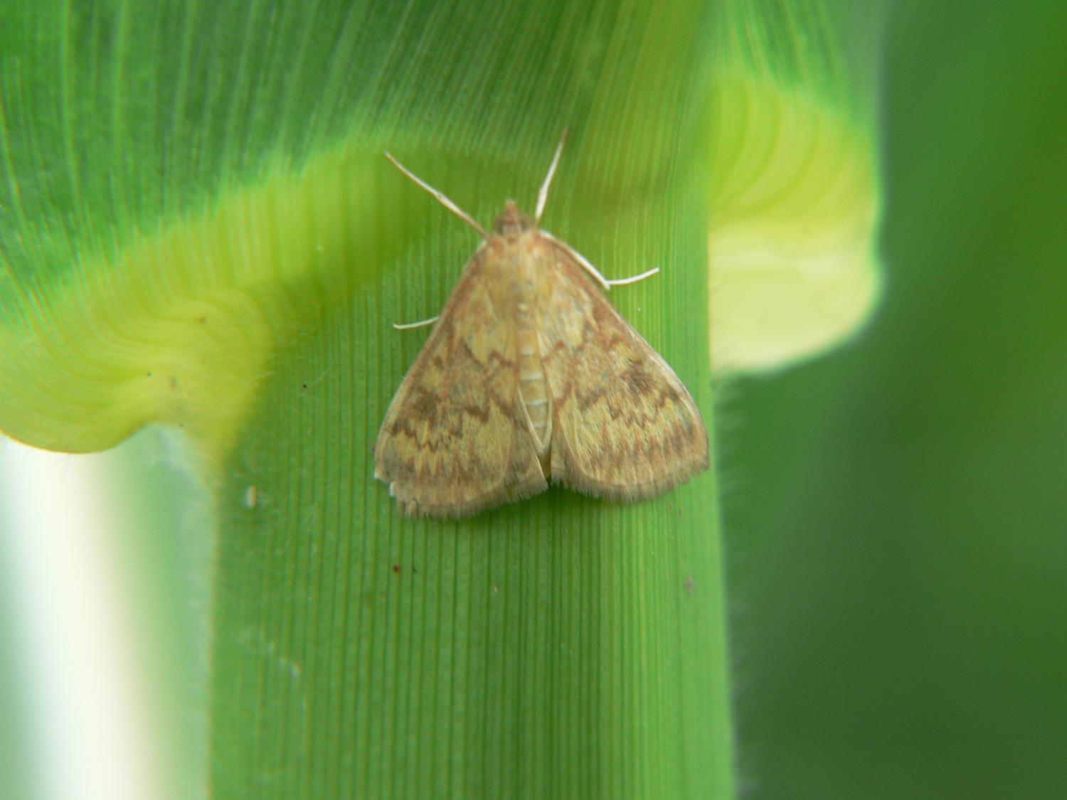 farfalla da identificare - Ostrinia nubilalis