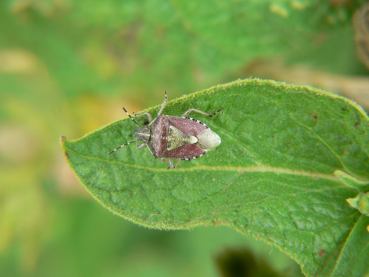 Dolycoris baccarum + ninfa di Carpocoris