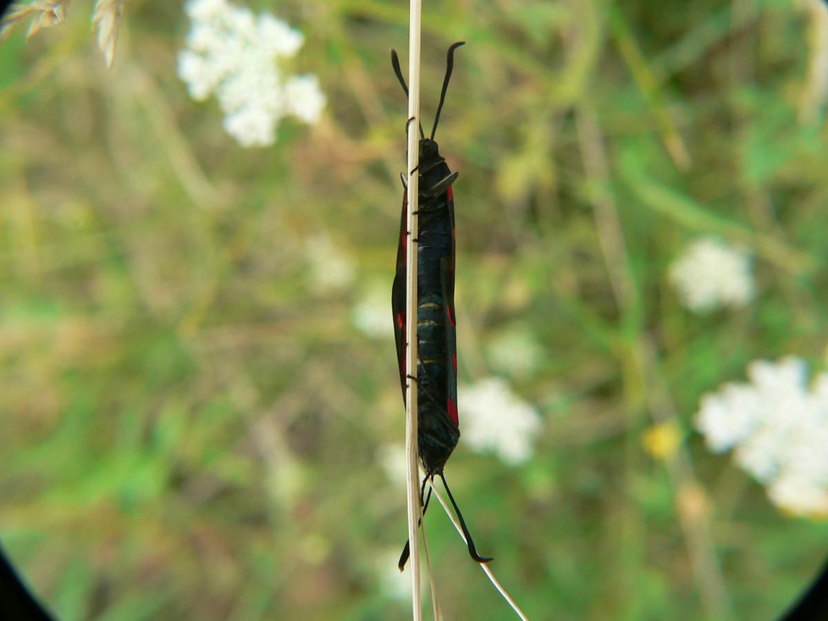 Zygaenidae - accoppiamento