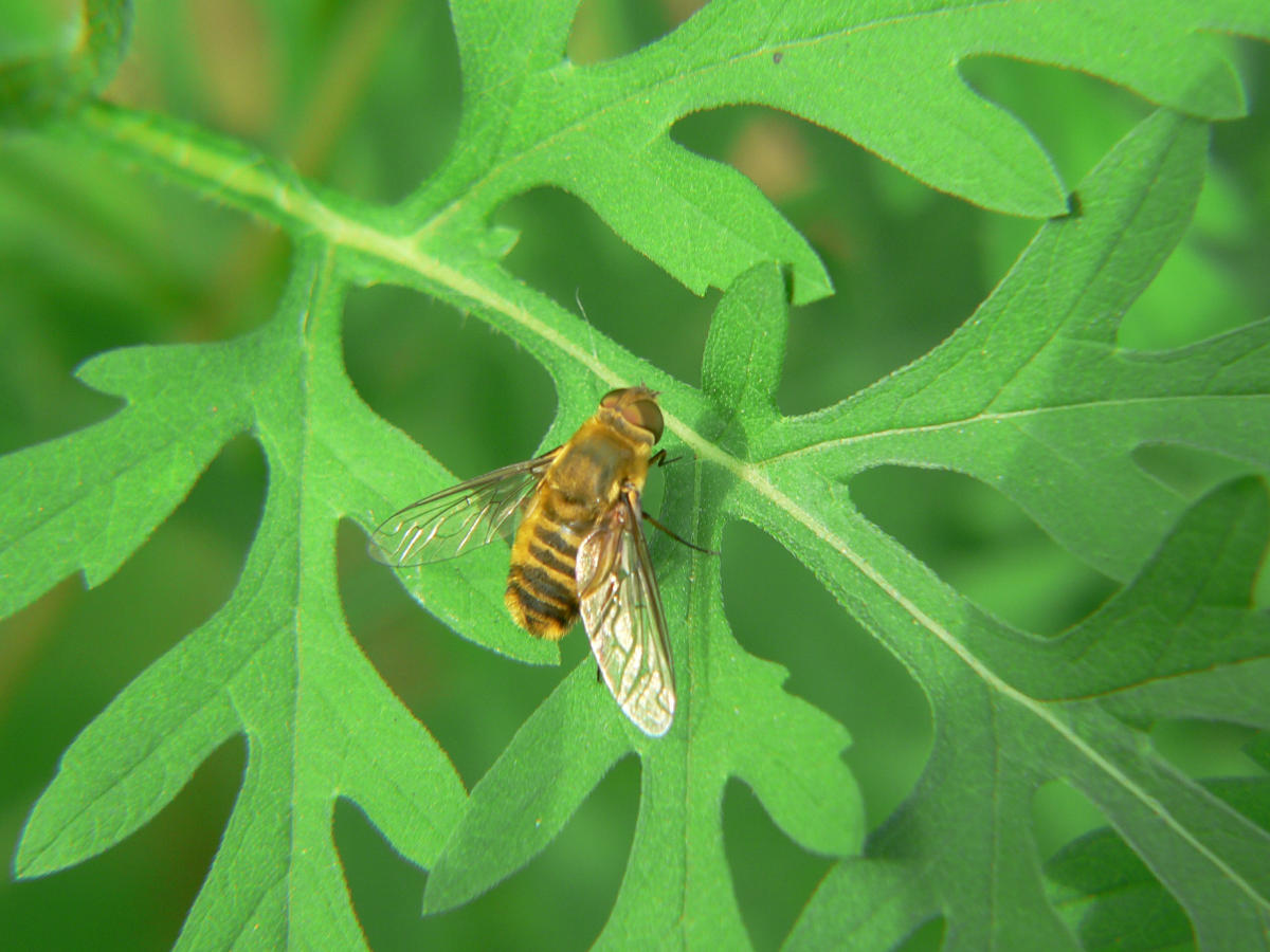 Diptera - Syrphidae ?Villa  cfr.hottentotta