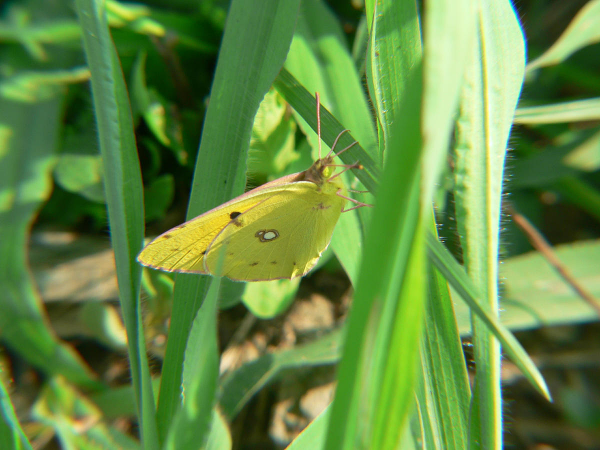 Colias